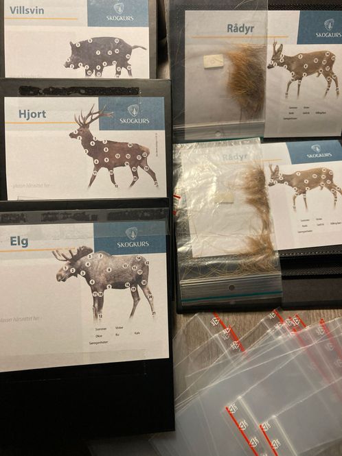 Hovedbilde Snitthårsbøker - ELG