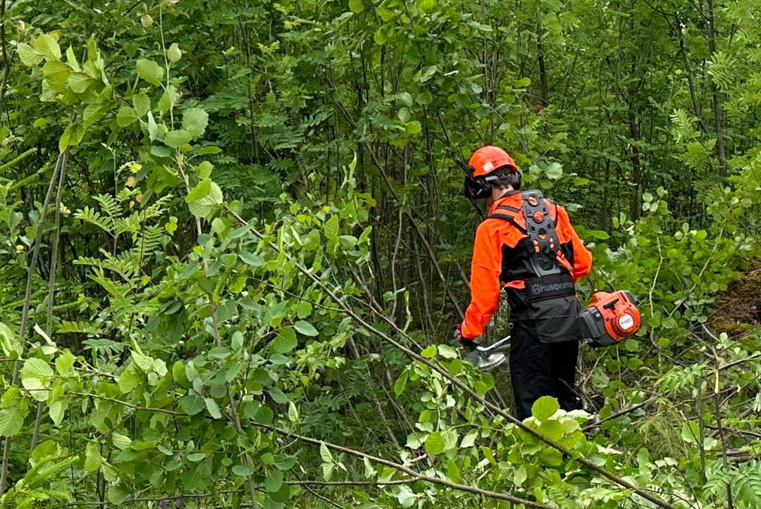 mann med verneutstyr og ryddesag inni en tett skog. foto