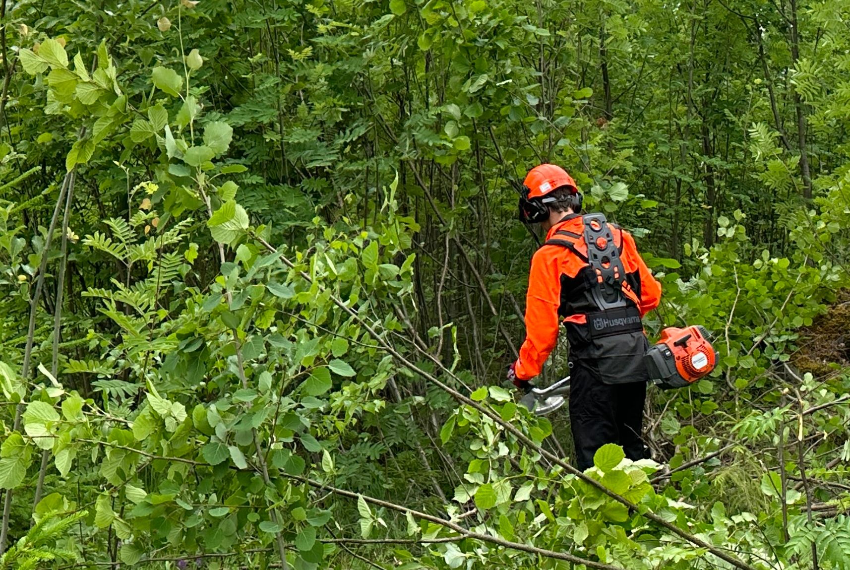 mann med verneutstyr og ryddesag inni en tett skog. foto